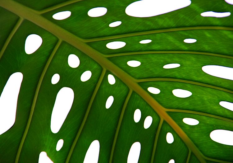 leaf holes