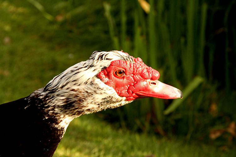 old goose