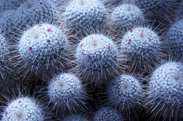 white cactus