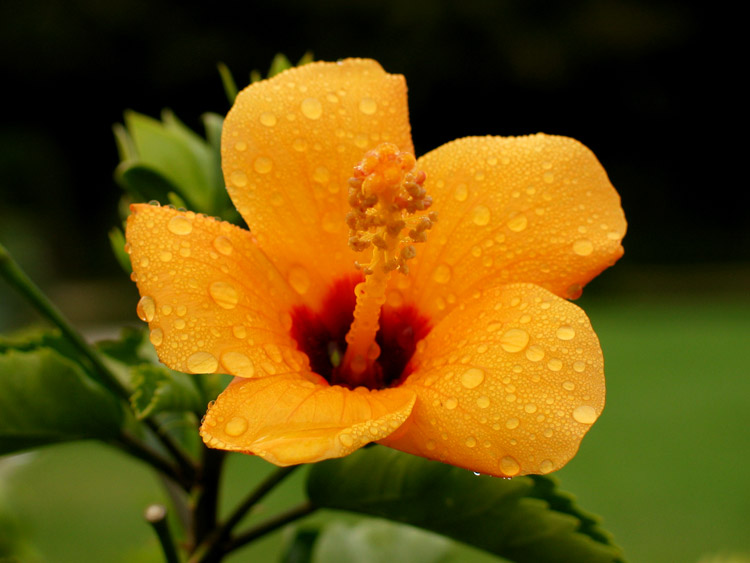 orange dew