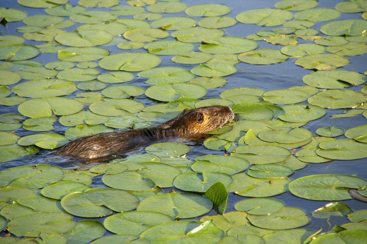 beaver in lilies