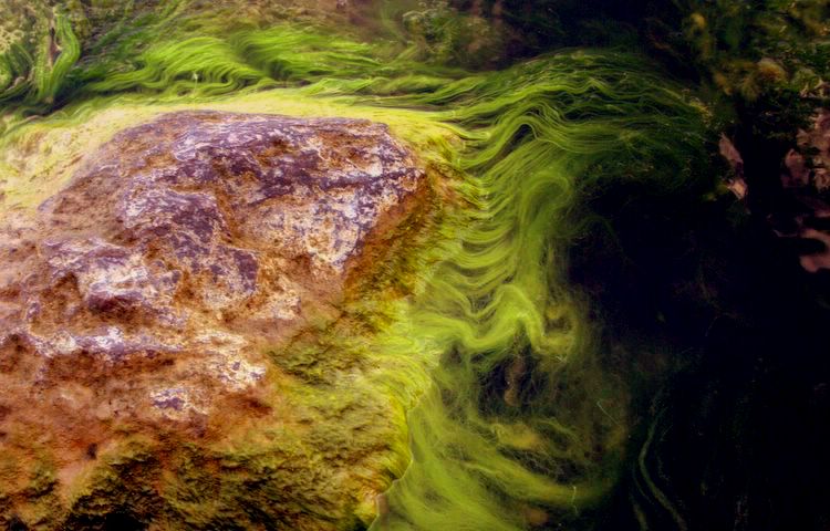 conditioned seaweed