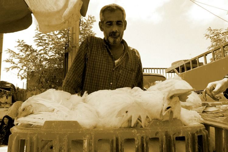 man and chickens