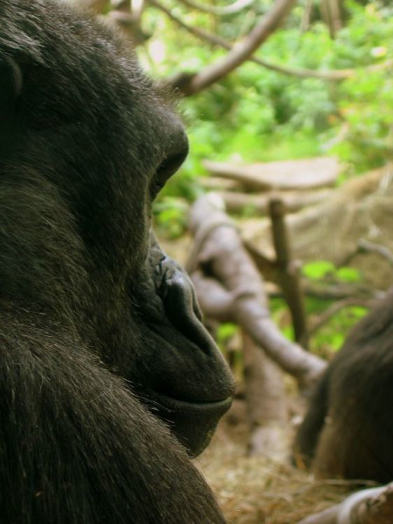 gorilla profile