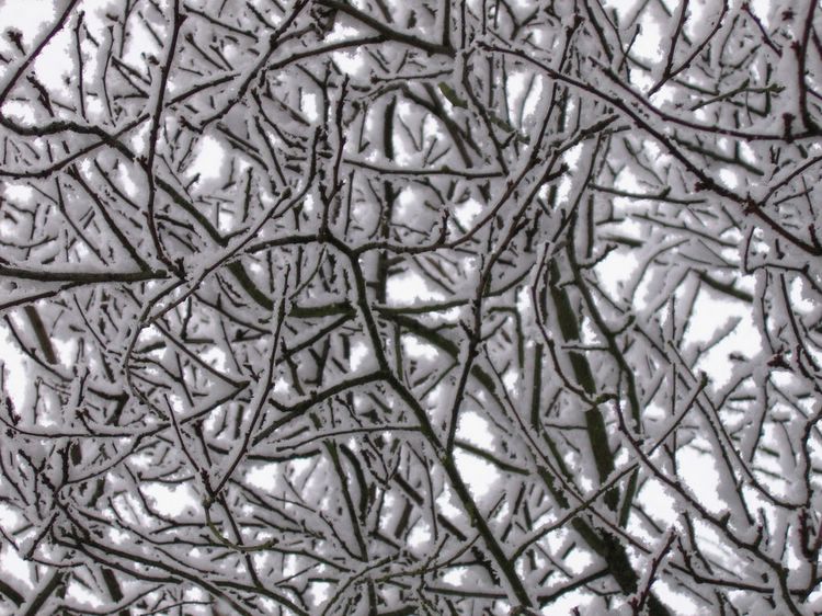 snow on tree