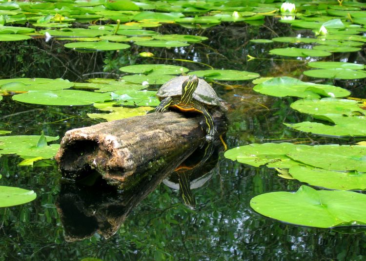 turtle on log