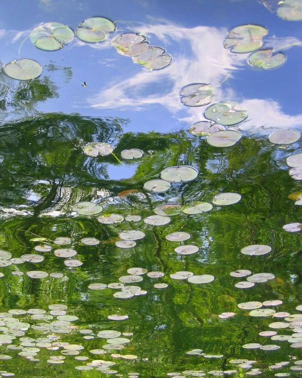 trippy pond