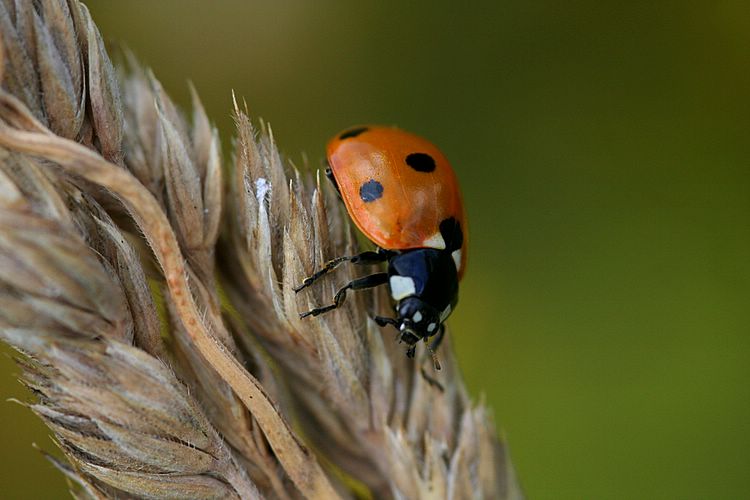 lady bug