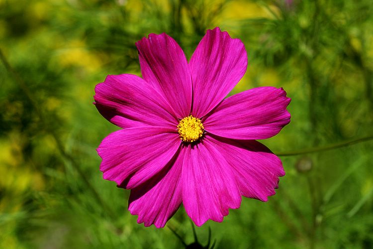 special flower