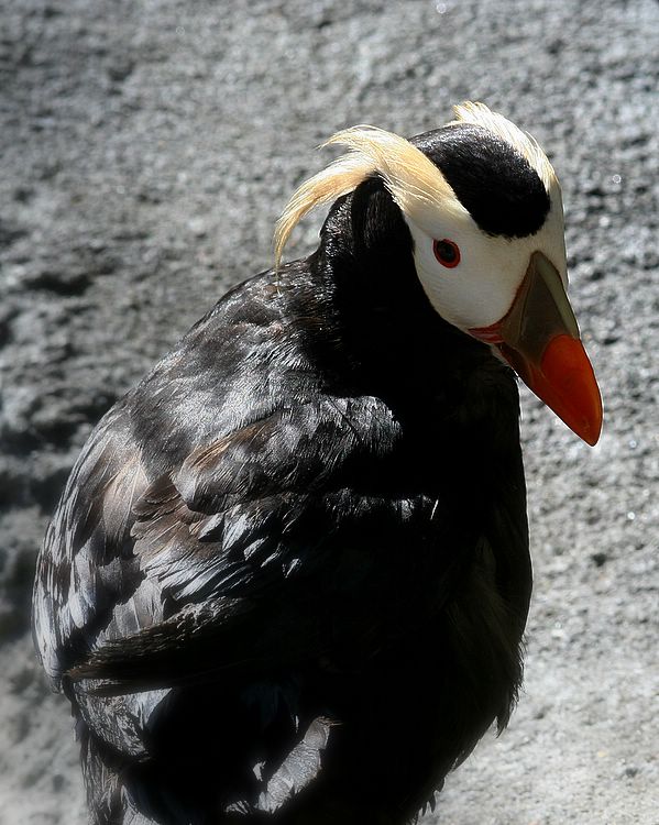 shy puffin