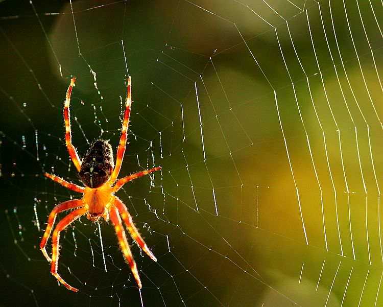 web and spider