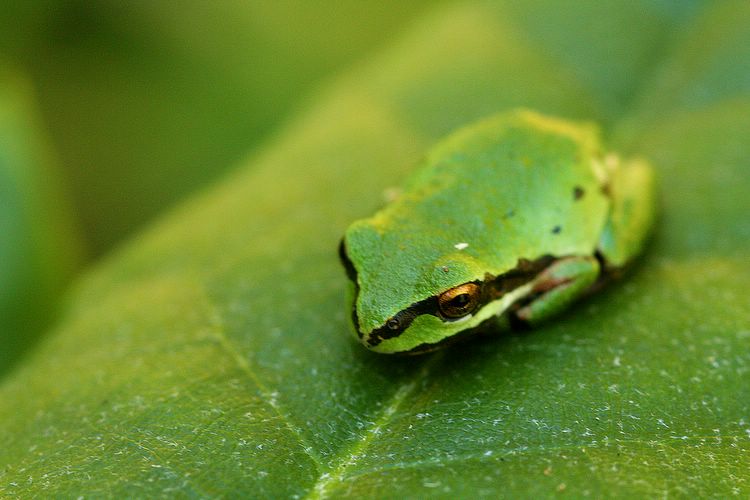 tree frog