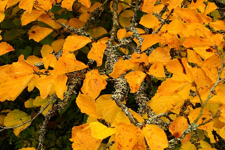 vibrant yellow leafs