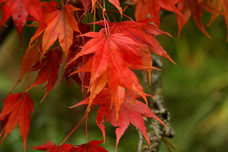 red maple