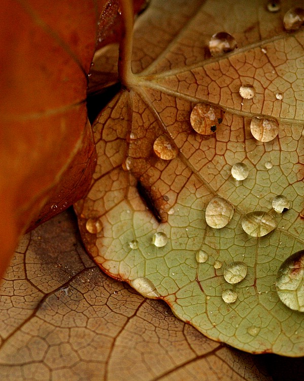 drops on leaf two
