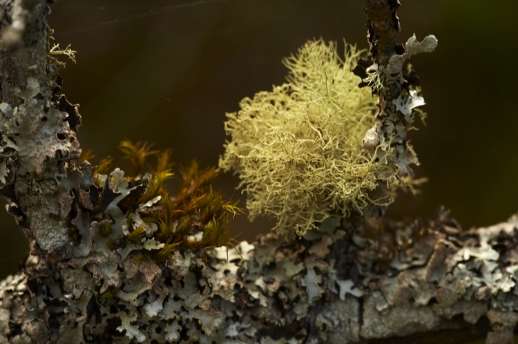 mosses on branch