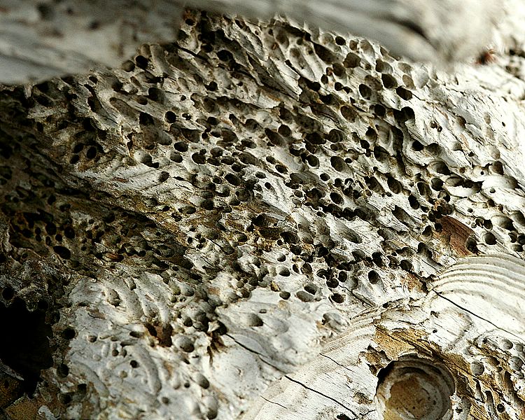 drift wood