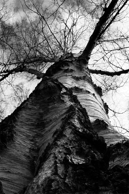 majestic birch