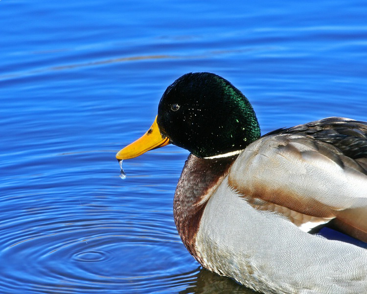 duck and drop