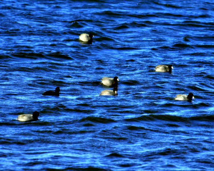 floating birds