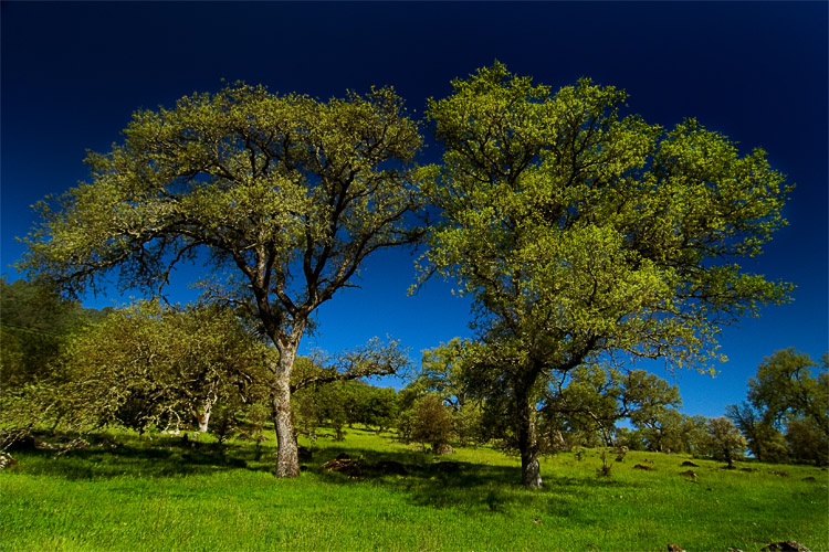 two trees