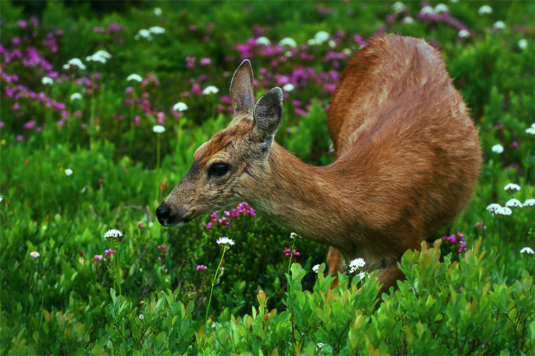doe