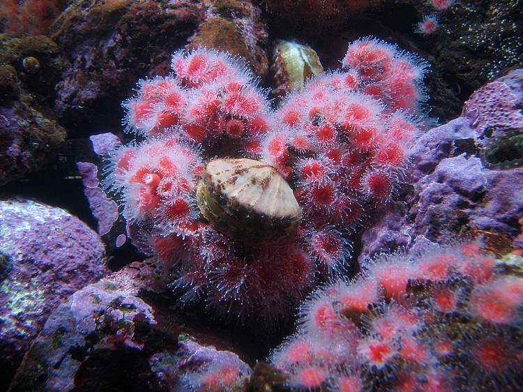 the clam