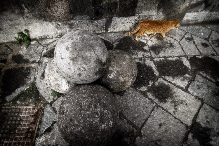 tiger and balls
