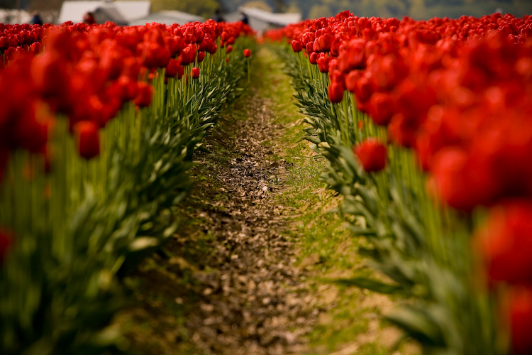 tulips two