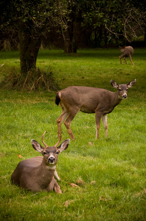 buck and doe
