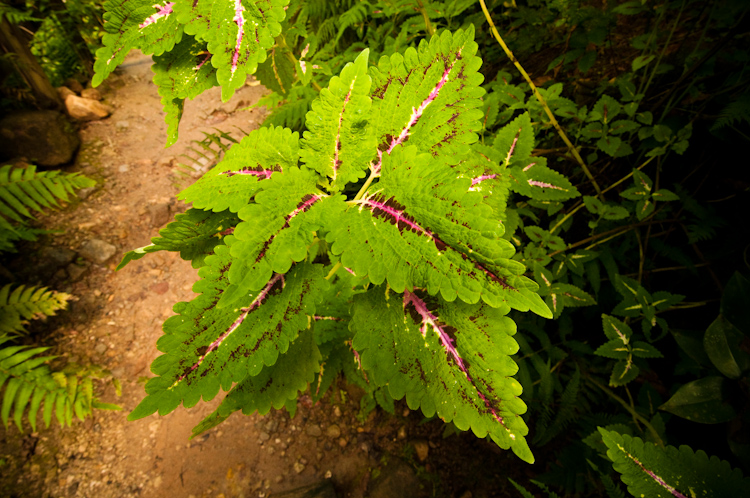 tropical plant