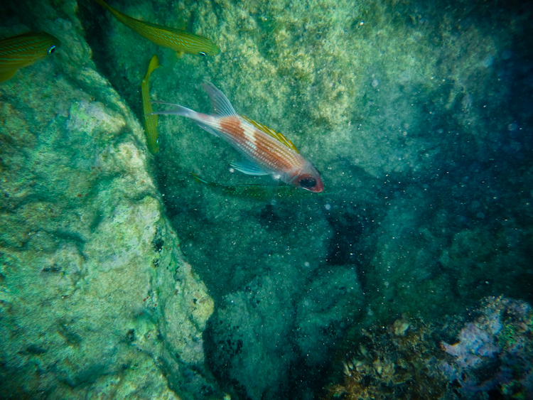 fish