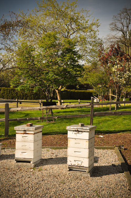 bees
