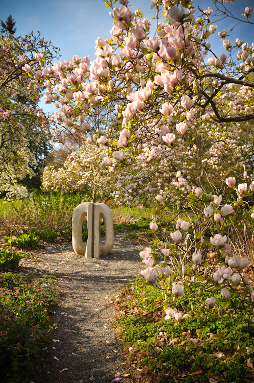 the garden