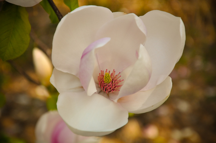 magnolia 1