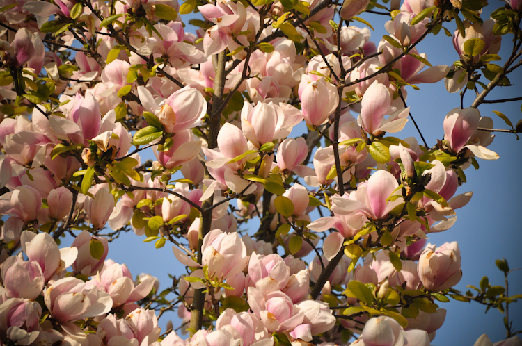 magnolia 2