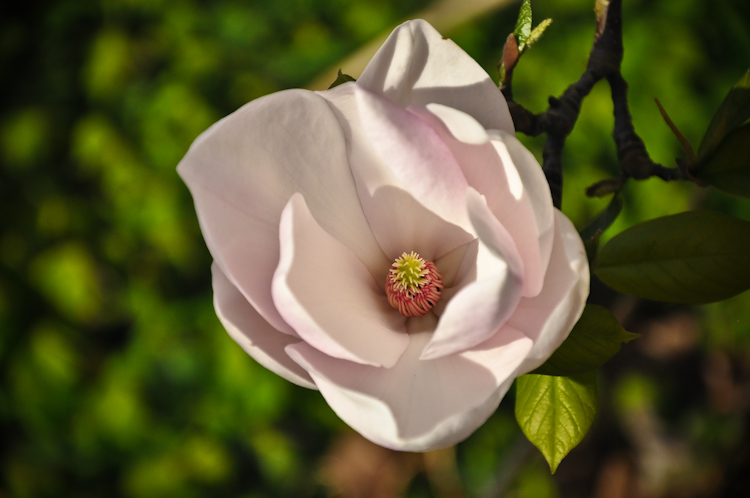 magnolia 3