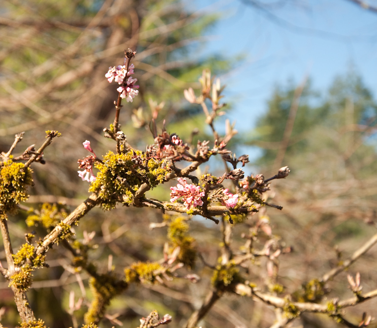 blossoms