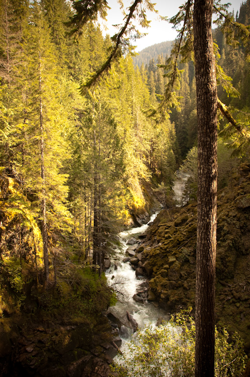forest river