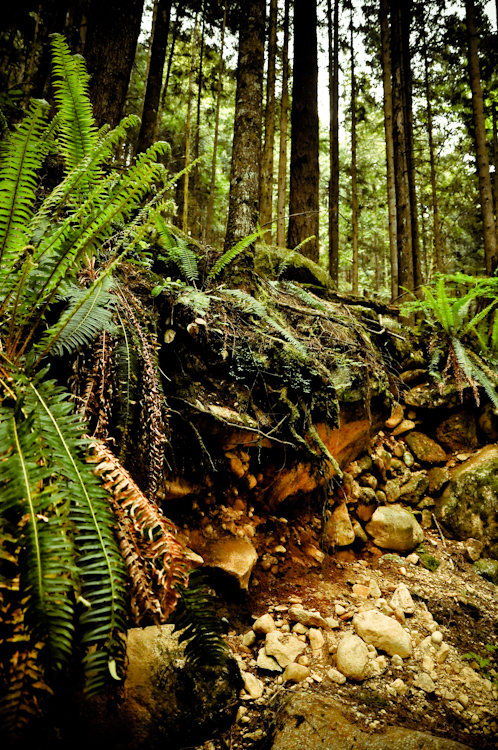 roots