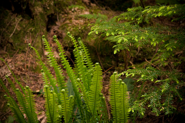 ferns