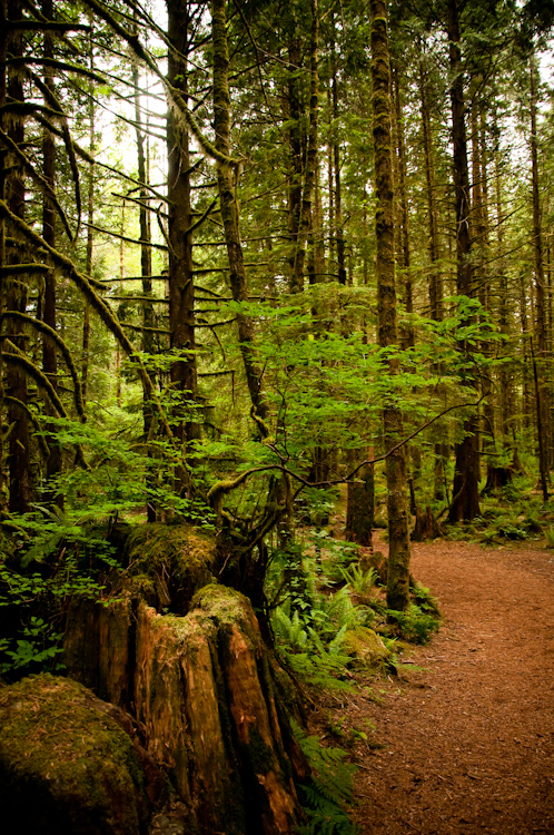 stump