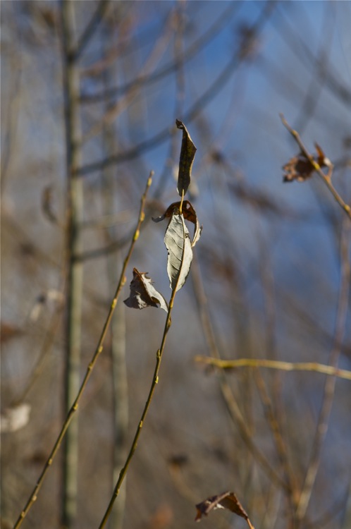 lonely leaf