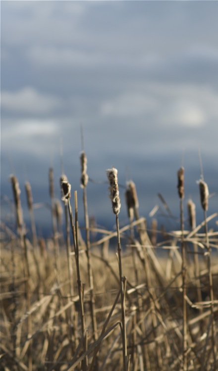 reeds