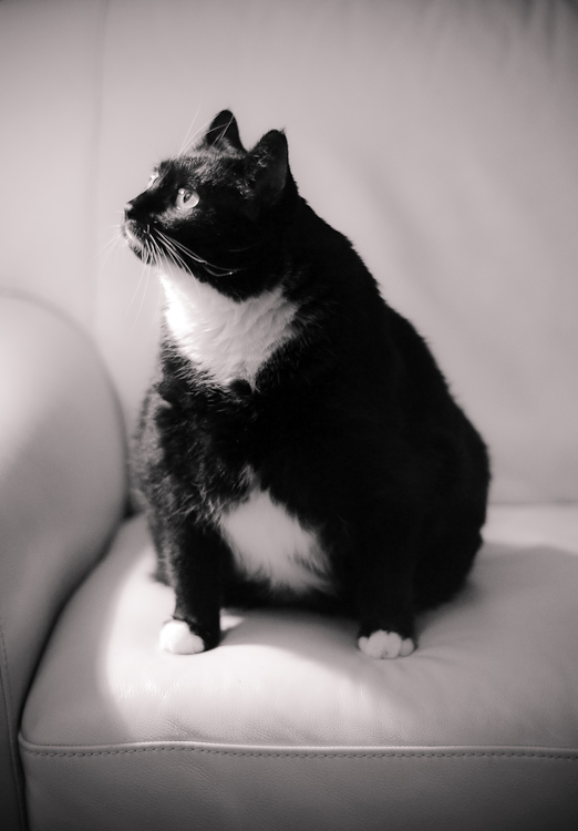 bw cat