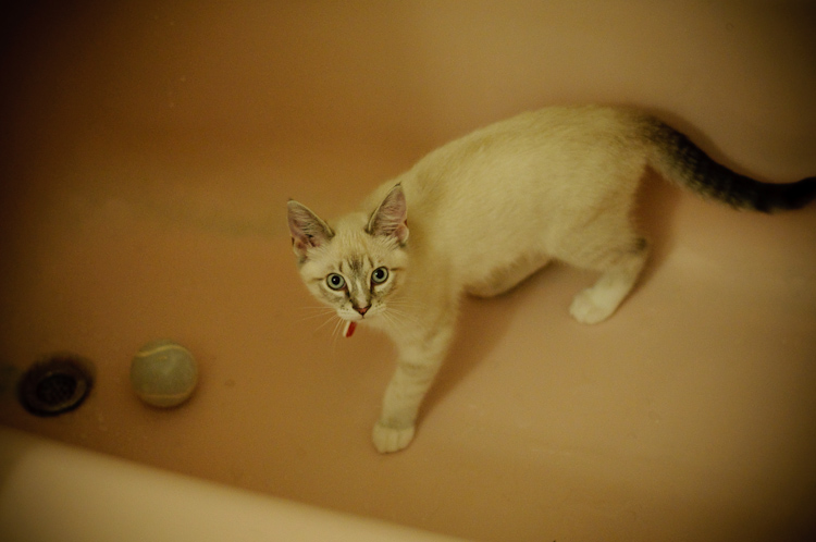cat in tub