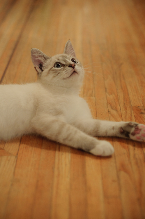 cat on wood