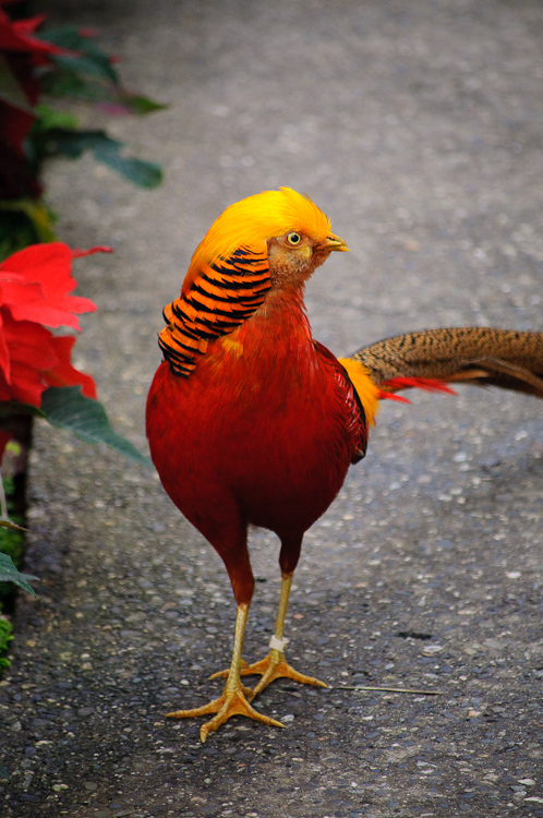 chinese peacock