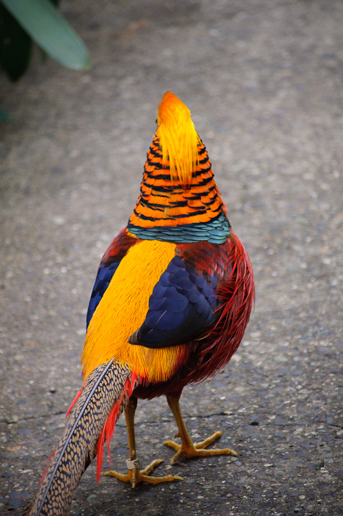 chinese peacock 2