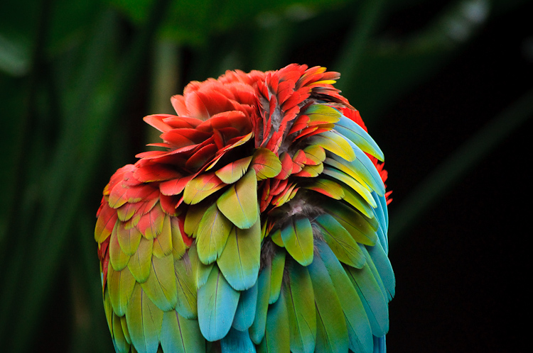parrot back